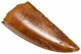 Serrated Raptor Tooth - Real Dinosaur Tooth #360990-1